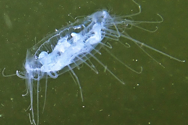 Freshwater Jellyfish 1 Online