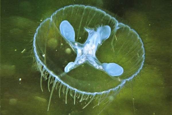 Freshwater jellyfish 14 Online