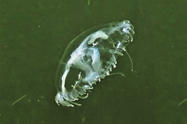 Freshwater jellyfish 8 Online