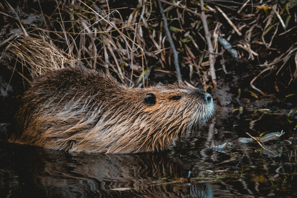 bad beaver by Niklas Hamann