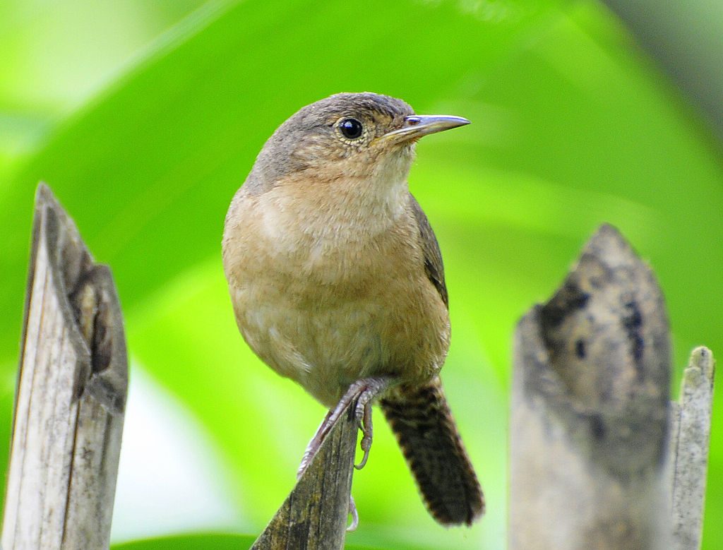 Southern house wren by
