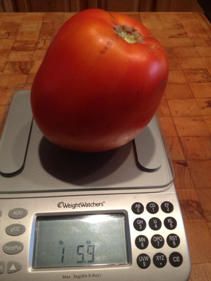 monster tomatoe